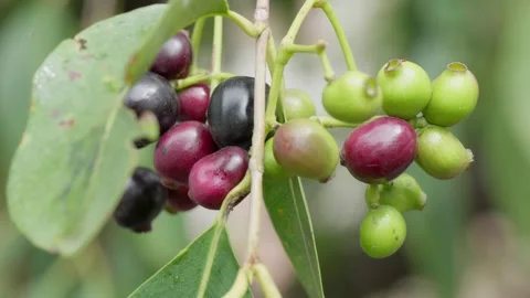 Ripe and unripe  java plum cluster branch swaying close up shot 4k 25p Stock Footage 246512144