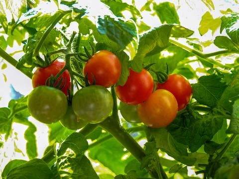 Ripe and unripe tomatoes developing on a truss Stock Photos