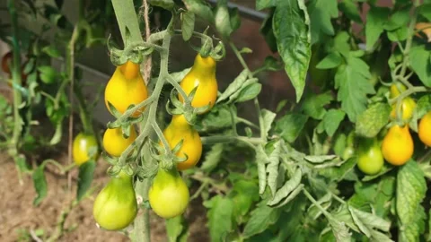 Ripe and unripe tomatoes in the greenhouse Stock Footage