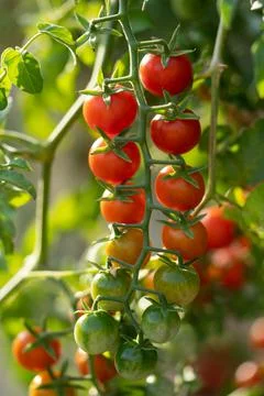 Ripe appetizing cherry tomatoes hanging from green twig at time fruit ripening Stock Photos