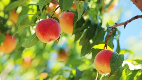 Ripe appetizing peach with blue sky in the background. Stock Footage 94030409