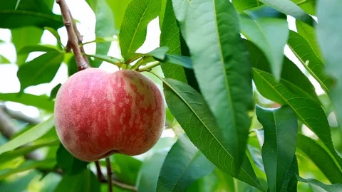 Ripe appetizing peach. Stock Footage 92673435