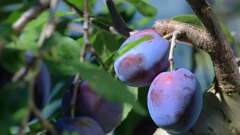 Ripe appetizing plums in orchard. Stock Footage 106714369