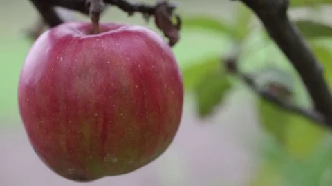Ripe apple on a branch Stock Footage 81023645