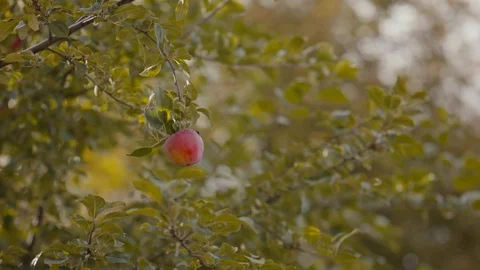 Ripe apple on a branch Stock-Footage 117472297