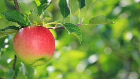 Ripe apple close-up with blurred apple orchard in the background. Stock Footage 106713729