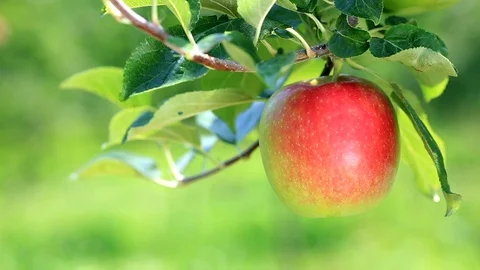 Ripe apple close-up in orchard. Stock Footage 106714018