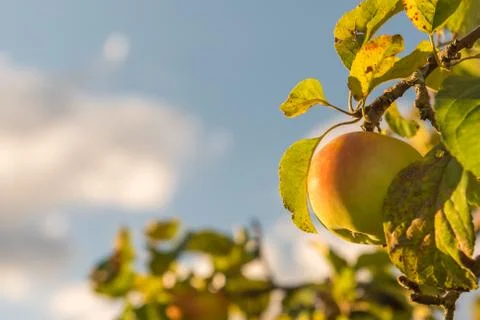 Ripe apple in close up Foto stock