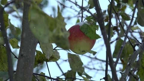 Ripe apple fruit on a tree branch under the snow in early winter. Stock Footage 257120180