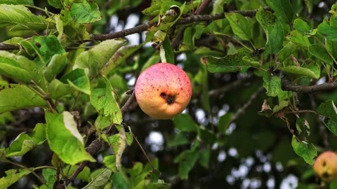 Ripe Apple Hanging From Leafy Orchard Tree Stock Footage 345655597