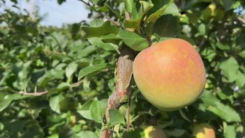 Ripe apple hanging from a tree branch in fruit orchard Stock Footage 250367353