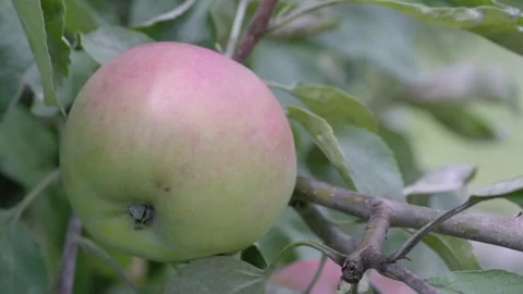Ripe Apple Hanging on a Tree Branch in Summer Stock Footage 313496012