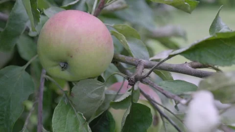 Ripe Apple Hanging on a Tree Branch in Summer Stock Footage 313496066