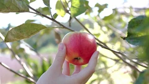 Ripe Apple Hanging on a Tree Branch Stock Footage 317427396