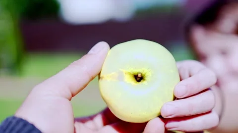 Ripe Apple Hanging on a Tree Branch Stock Footage 317427631