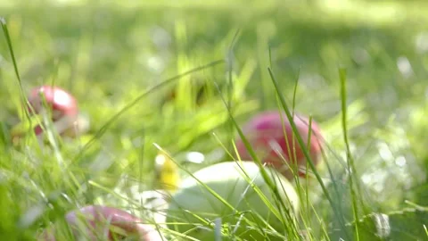 Ripe Apple Hanging on a Tree Branch Stock Footage 317427953