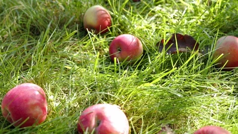Ripe Apple Hanging on a Tree Branch Stock Footage 317427969