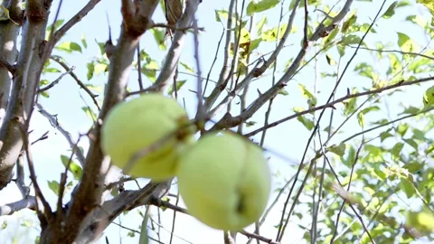 Ripe Apple Hanging on a Tree Branch Stock Footage 317427975