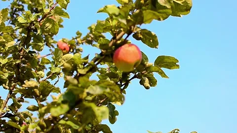 Ripe apple hanging from a tree on a sunny day close up Stock Footage 161365106