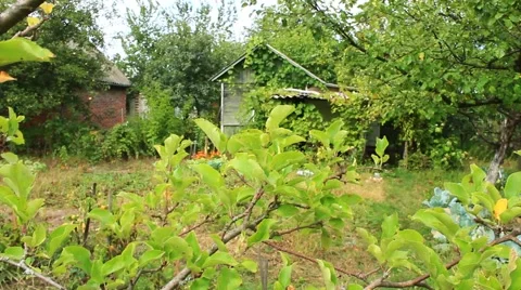 Ripe apple on the kitchen garden Video stock 56932834