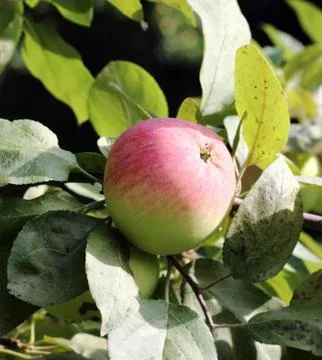 Ripe apple Stock Photos