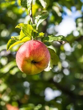 Ripe apple Stock Photos
