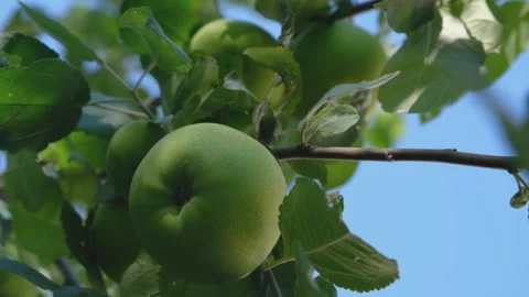 Ripe apple on tree. Beautiful apple on tree. Ripe apples on tree in garden. Grow Stock Footage 285083124