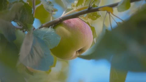 Ripe apple on tree. Beautiful apple on tree. Ripe apples on tree in garden. Grow Stock Footage 285083528