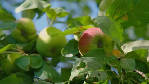 Ripe apple on tree. Beautiful apple on tree. Ripe apples on tree in garden Stock Footage 307611871