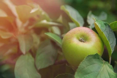 Ripe apple on tree branch in garden, closeup. Space for text Stock Photos