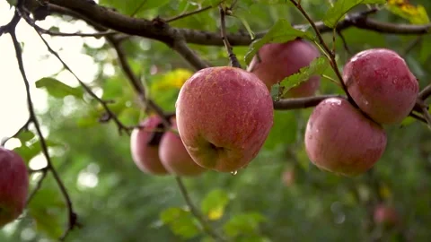 Ripe apple on a tree branch. Red ripe apple Stock Footage 141054731