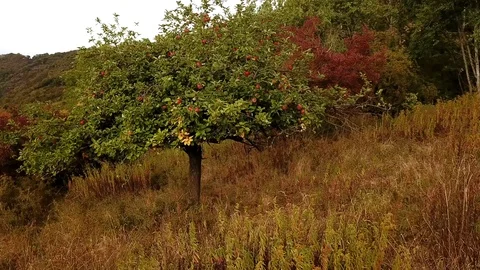 Ripe apple tree on a field in Germany in late summer Stock Footage 97822390