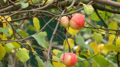 Ripe Apple on a Tree Stock Footage 72437956