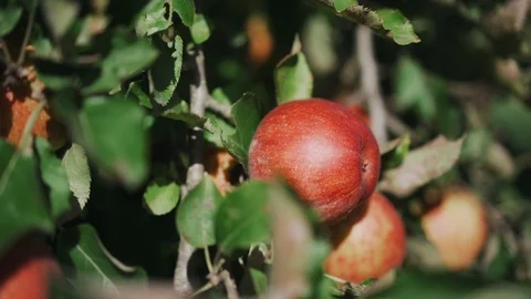 Ripe apple on tree Stock Footage 128303342