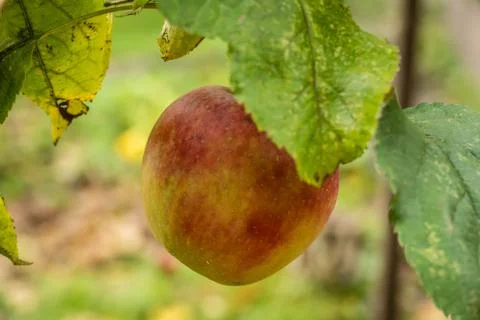 Ripe apple in the tree Foto stock