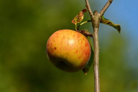 Ripe apple on a tree Stock Photos