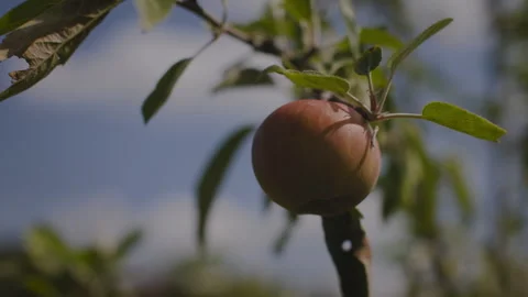 Ripe Apple on a Young Tree Stock Footage 262575024