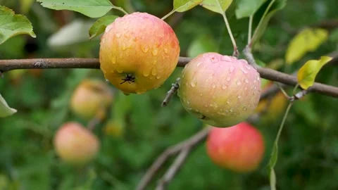 Ripe apples after rain with dew drops on an apple tree branch in the garden. Stock Footage 319418939