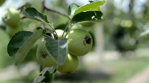 Ripe apples on apple tree branch Stock Footage 51672316