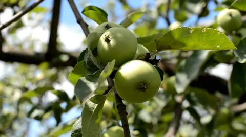 Ripe apples on apple tree branch Stock Footage 51672322