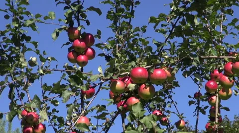 Ripe apples on apple tree Stock Footage 60265030