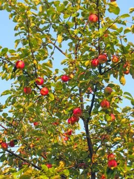Ripe apples on apple tree Stock Photos