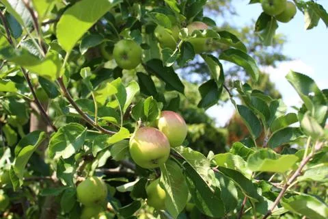 Ripe apples on a apple tree Stock Photos
