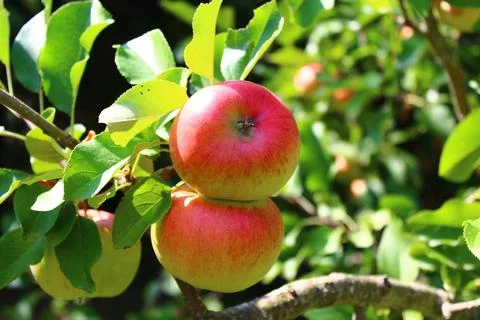 Ripe apples on a apple tree Stock Photos