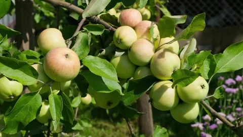 Ripe apples on the apple tree swinging in the wind under the sunlight Stock Footage 313829958