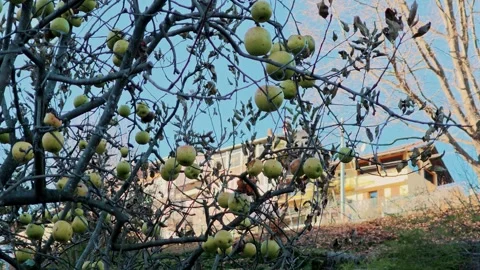 Ripe apples on bare tree branches in late autumn against historic buildings of Stock Footage 324972564