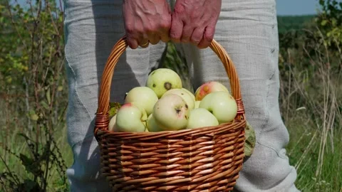 Ripe apples in the basket Video stock 324501574