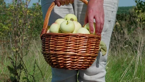 Ripe apples in the basket Stock Footage 324501876