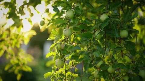 Ripe Apples Bathing in Sunlight. Sunlit apple tree branches heavy with ripe Stock Footage 267235574