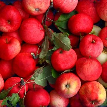 Ripe apples in a blue box Stock Photos